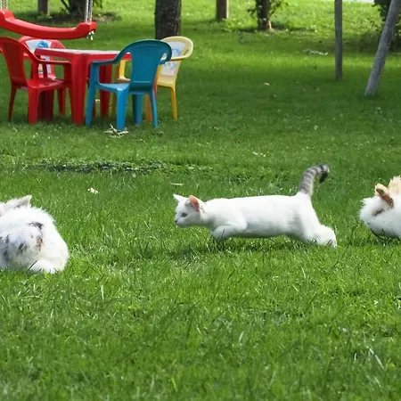 Apartment Mosshamhof Saalfelden